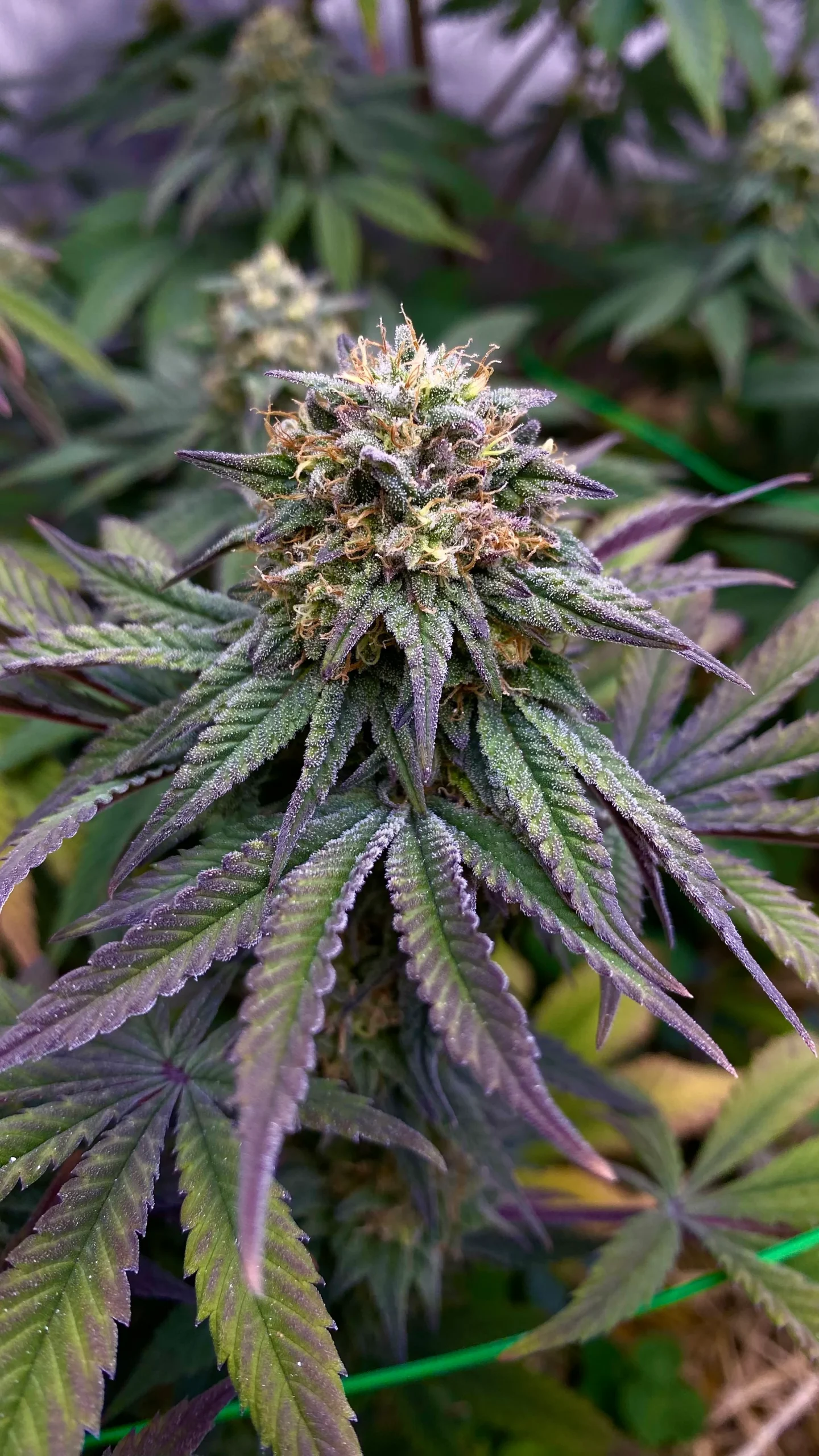 Inked Up Cherries cannabis strain