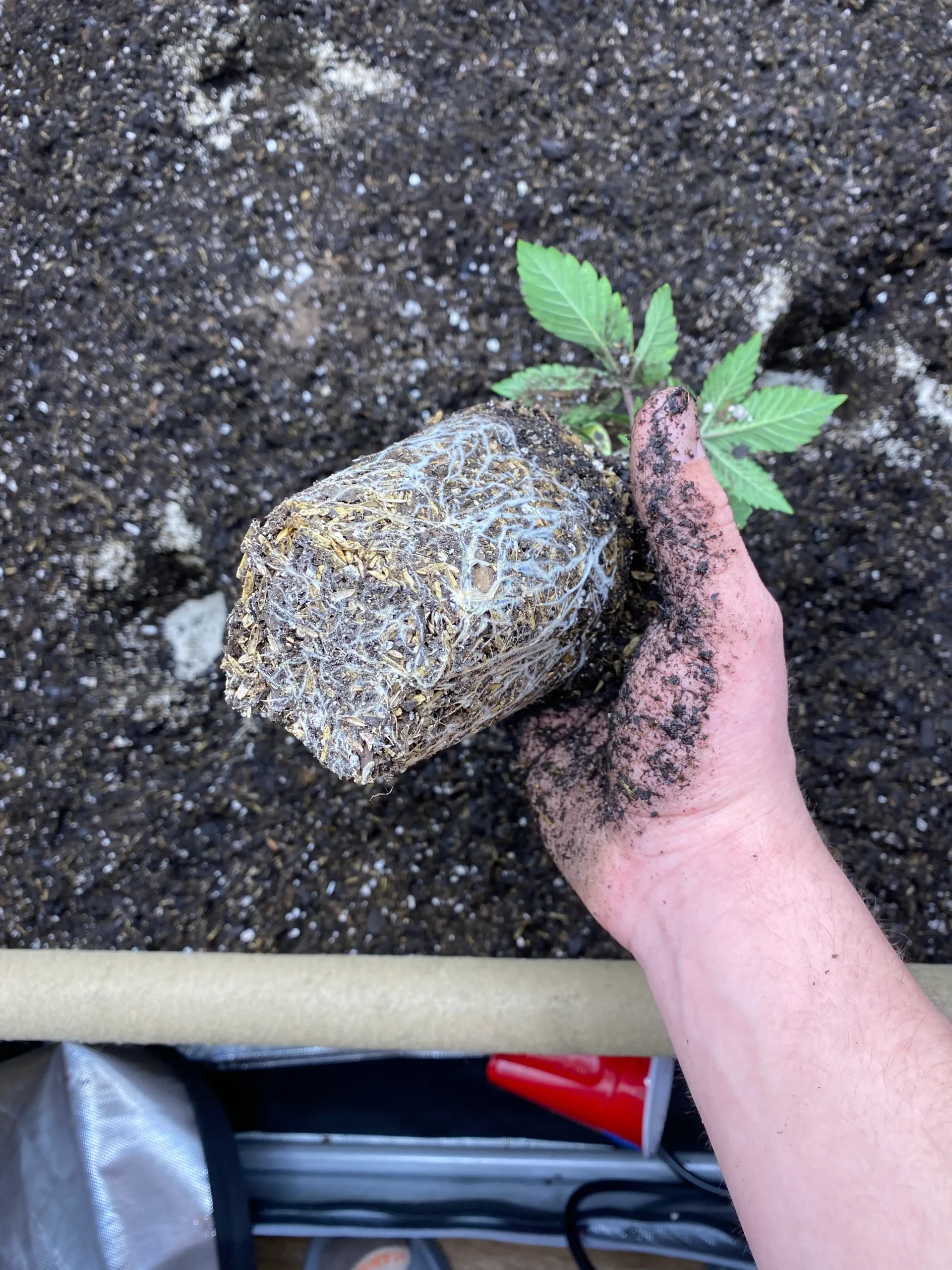 Hands holding a cannabis plant rooted in rich living soil